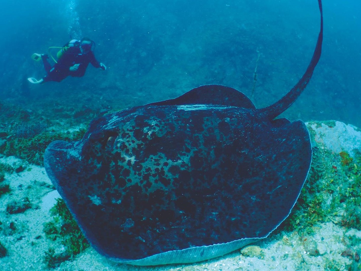 Scuba diver observing large manta ray the Constance Tsarabanjina in Madagascar