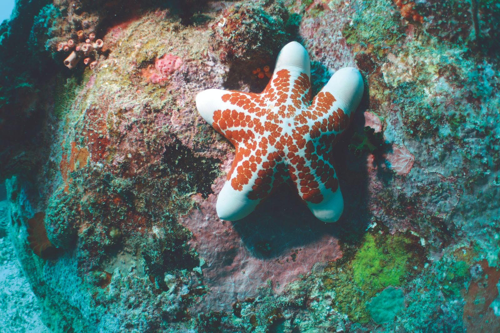 Starfish seen under the waters near the Constance Tsarabanjina in Madagascar