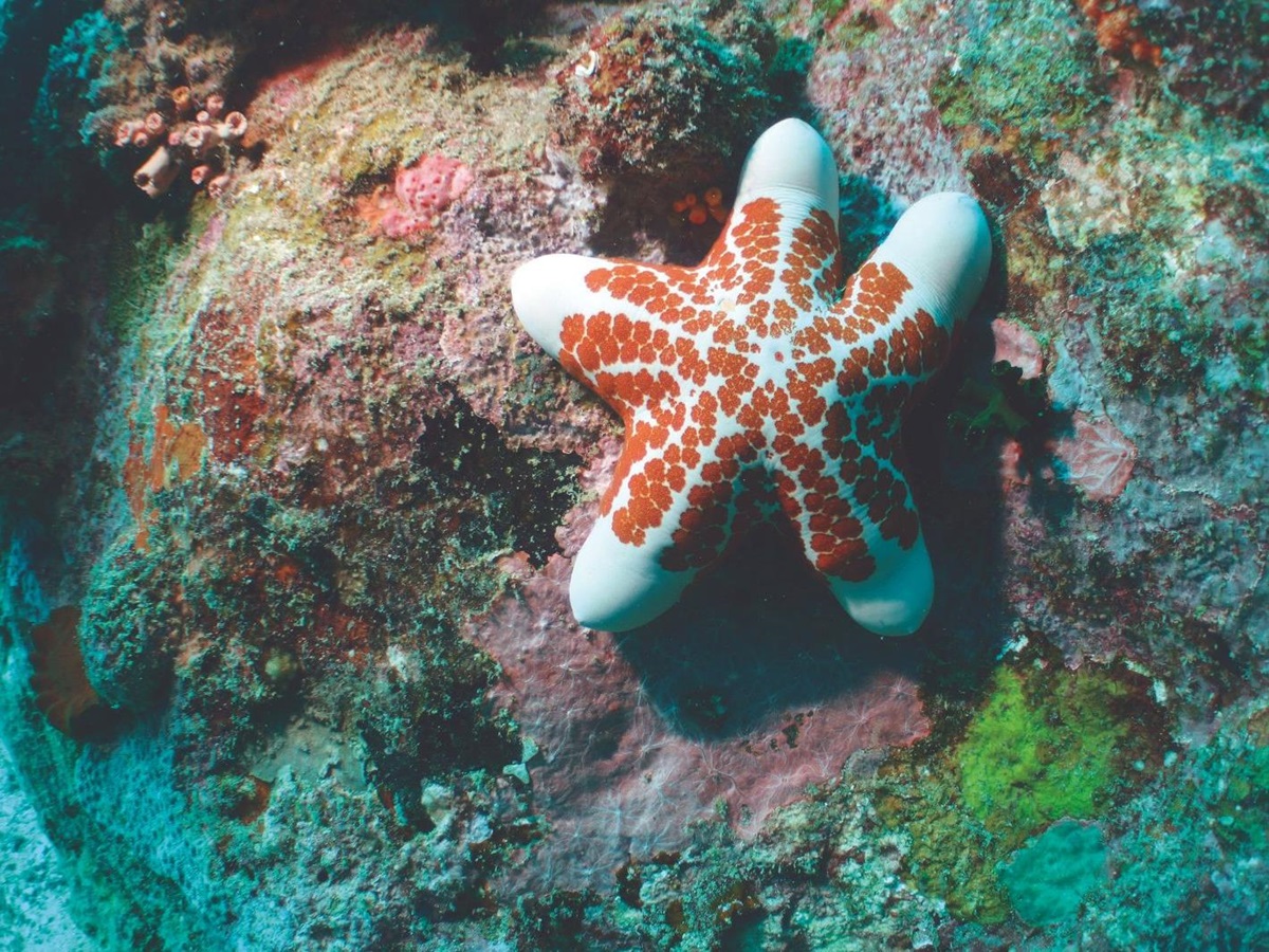 Starfish seen under the waters near the Constance Tsarabanjina in Madagascar