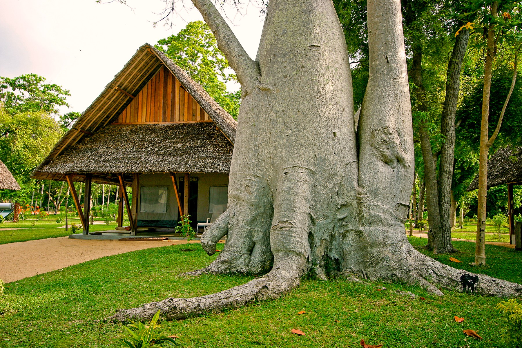 A baobab tree in the gardens of Eden Lodge in Madagascar