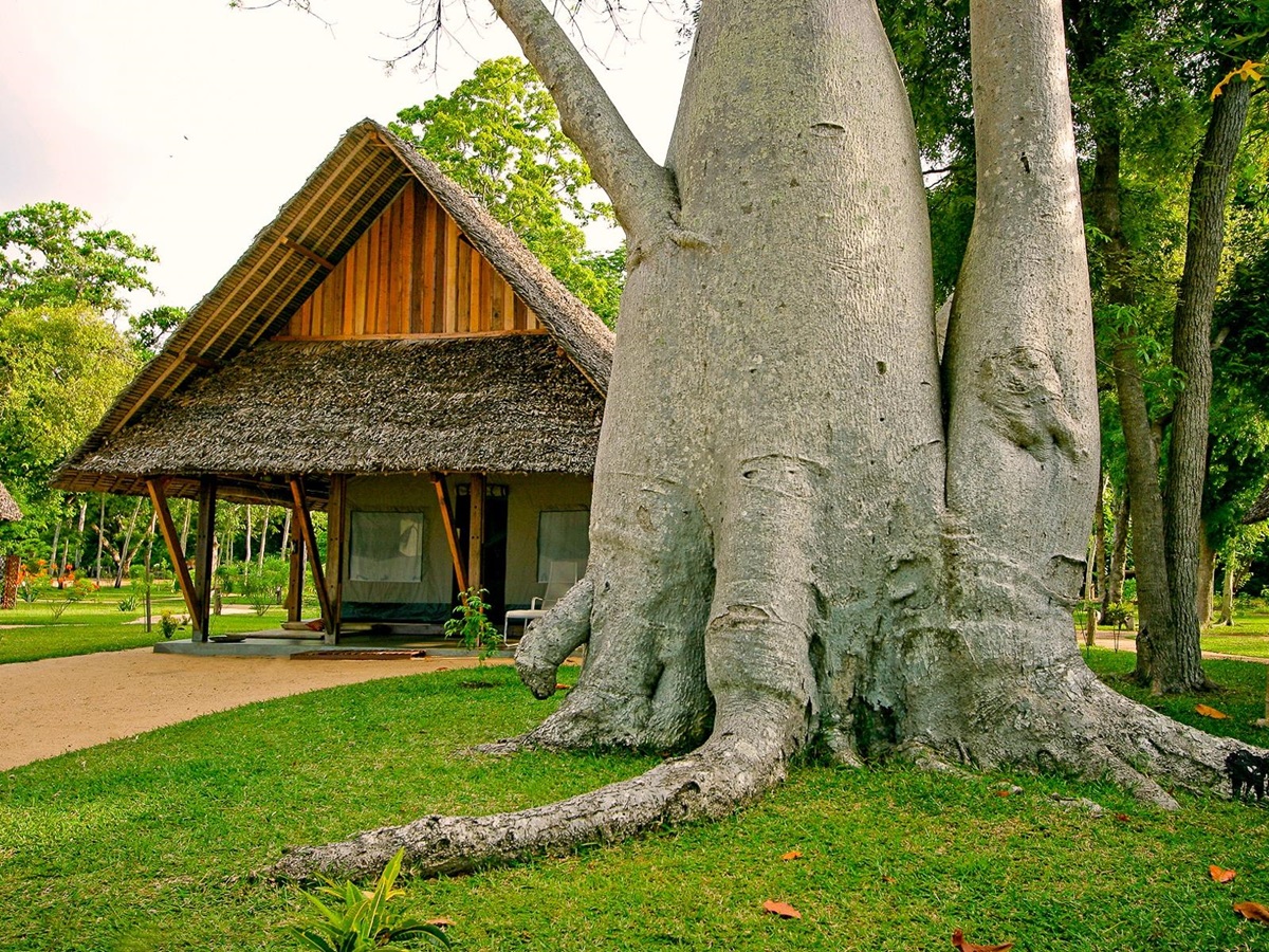 A baobab tree in the gardens of Eden Lodge in Madagascar
