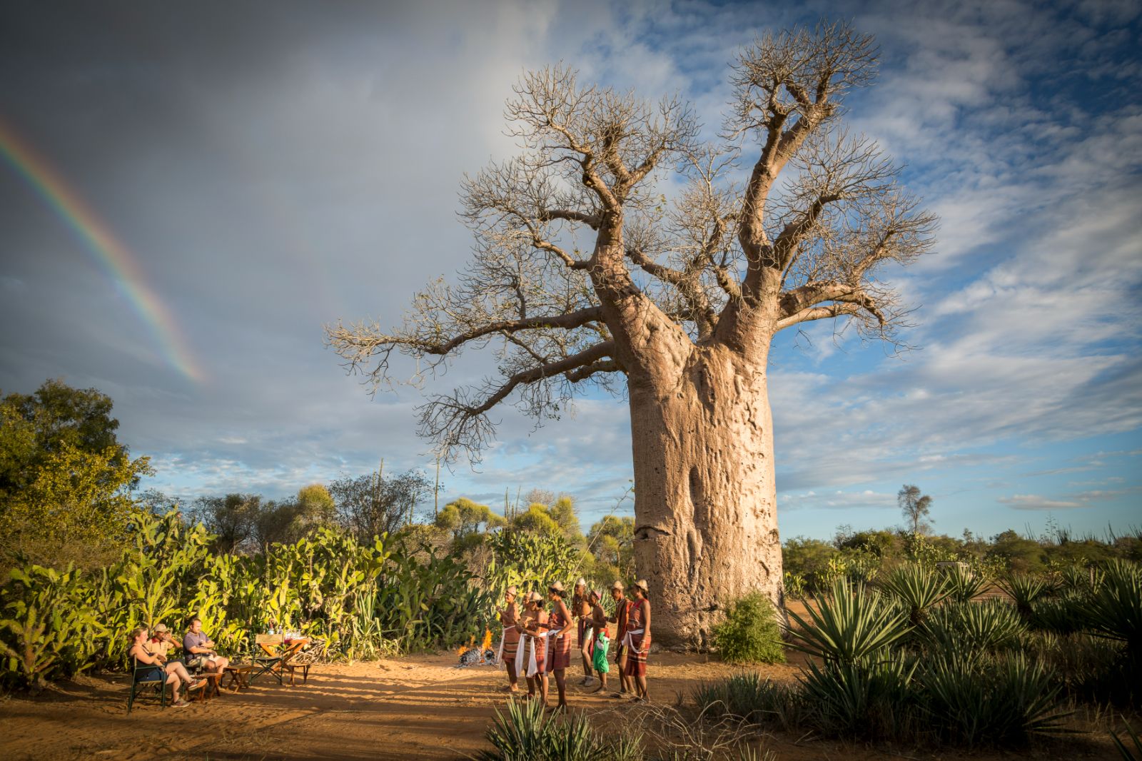 A baobab tree on the grounds of Mandrare River Camp in Madagascar