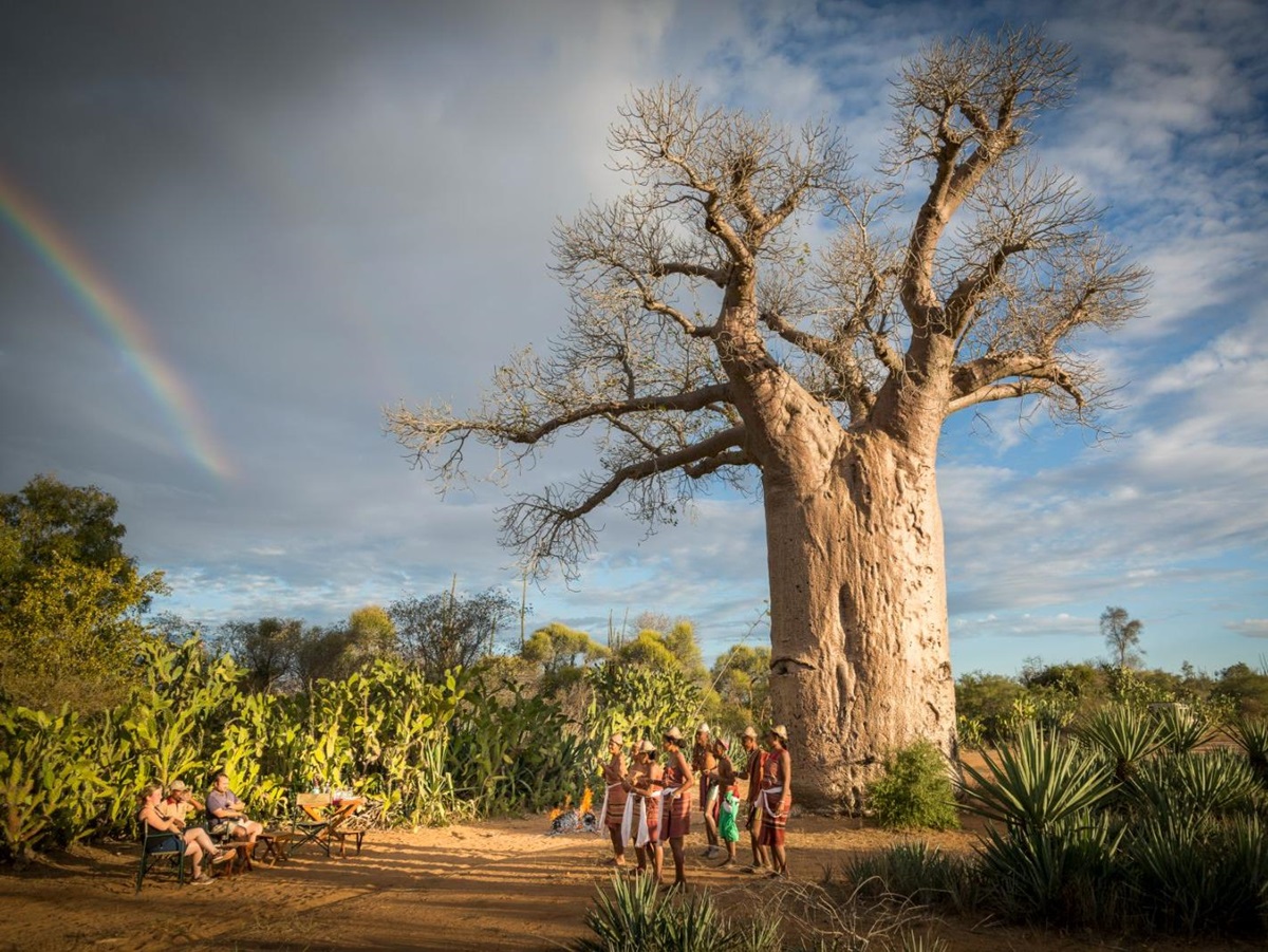 A baobab tree on the grounds of Mandrare River Camp in Madagascar