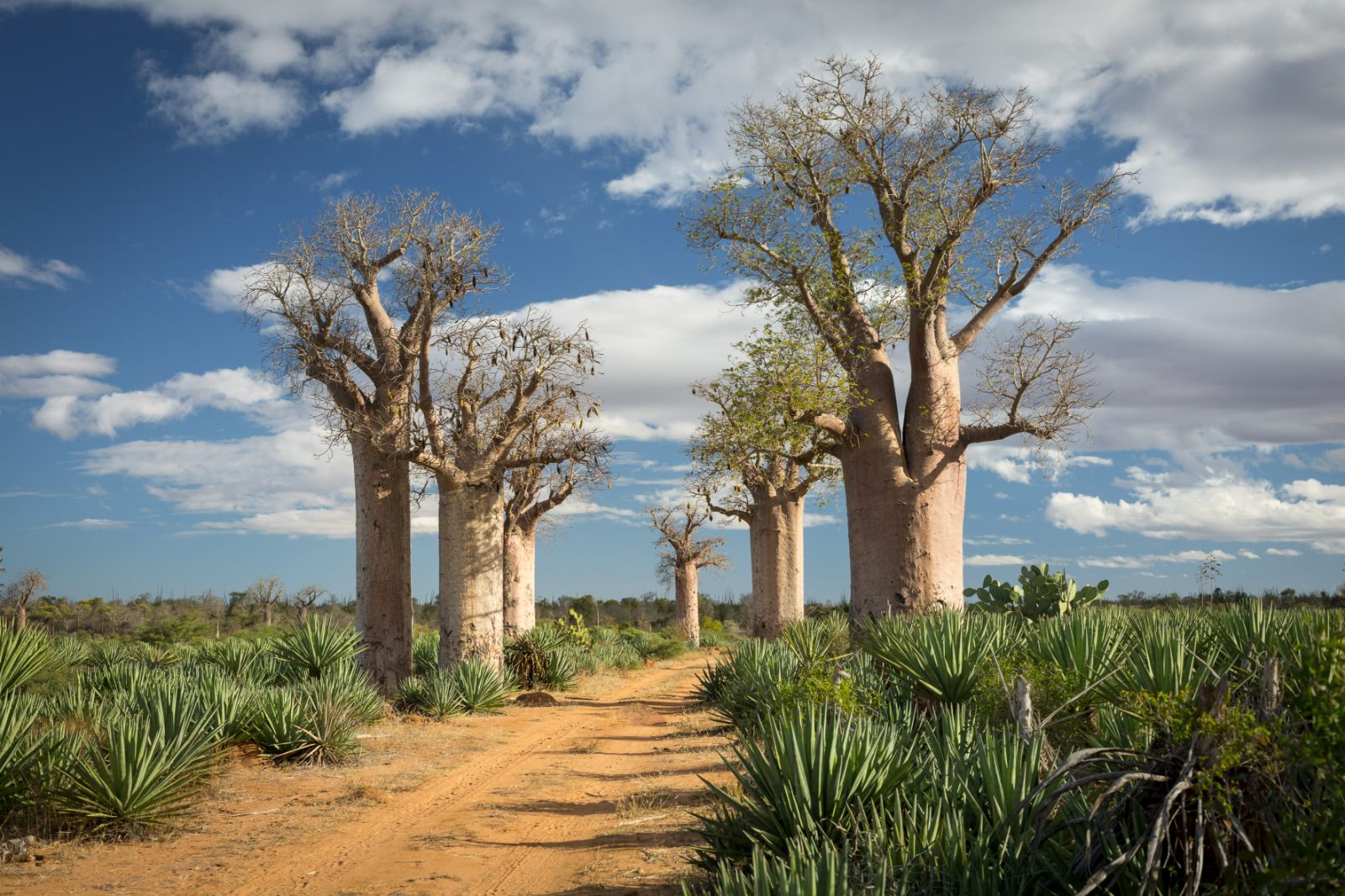 Baobab trees on the grounds of Mandrare River Camp in Madagascar