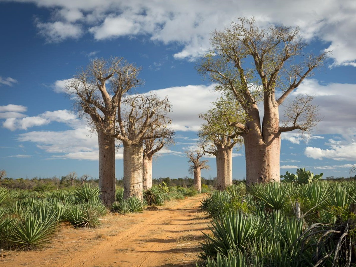 Baobab trees on the grounds of Mandrare River Camp in Madagascar