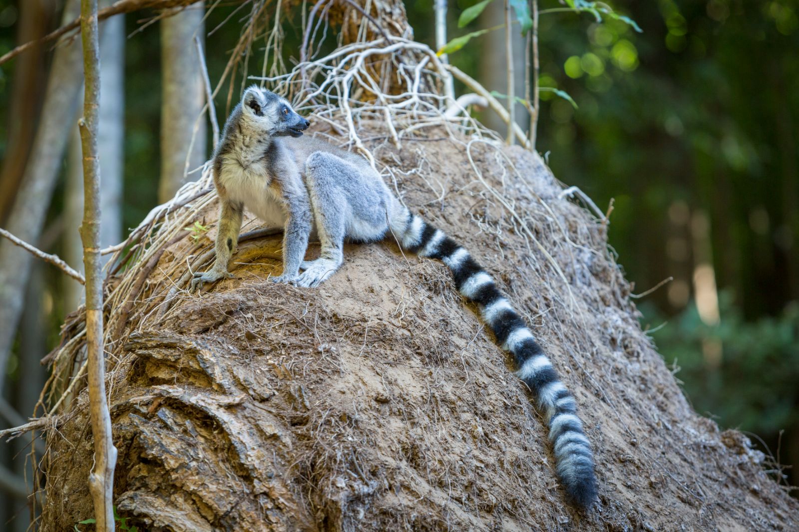 A lemur on the grounds of Mandrare River Camp in Madagascar