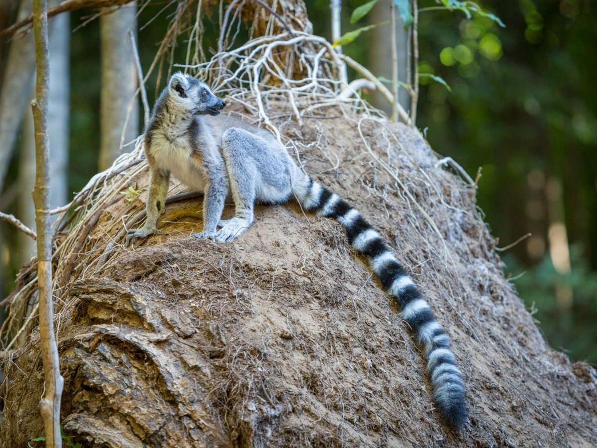A lemur on the grounds of Mandrare River Camp in Madagascar