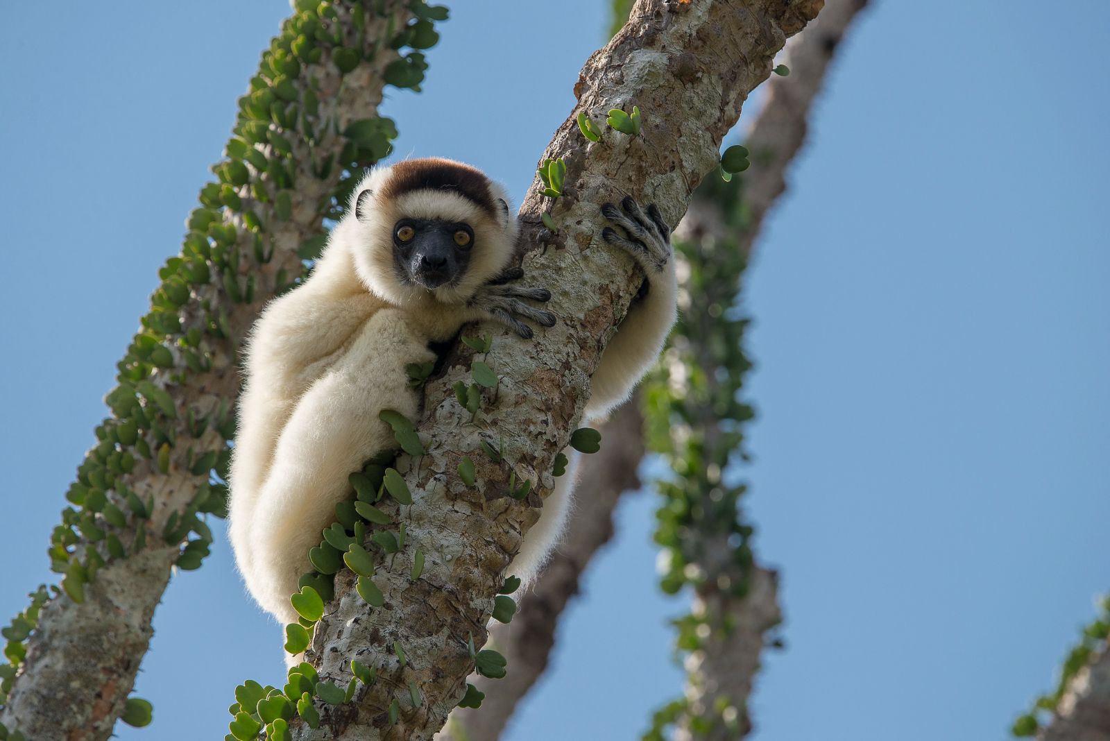 A sifaka spotted in a tree on the grounds of Mandrare River Camp in Madagascar