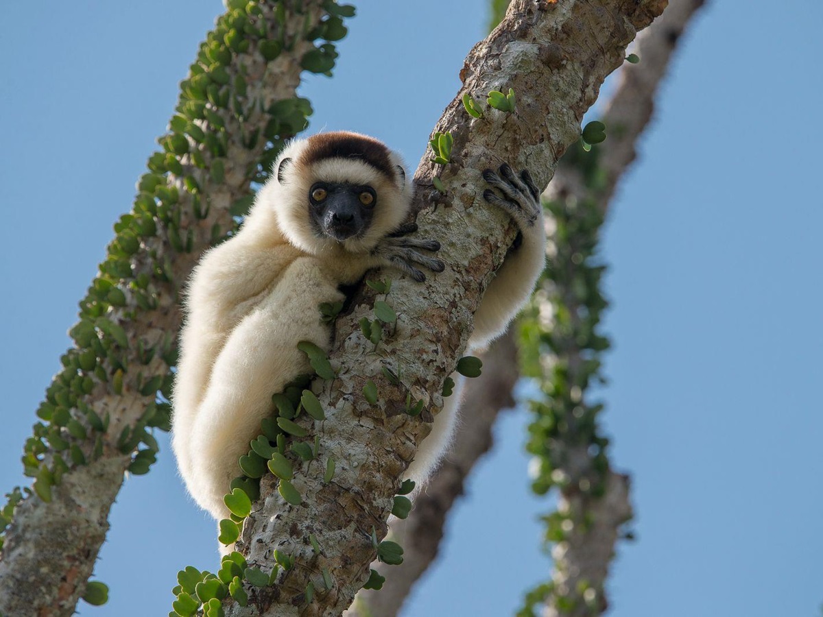 A sifaka spotted in a tree on the grounds of Mandrare River Camp in Madagascar
