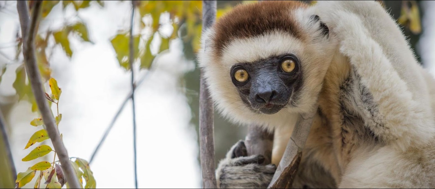 A sifaka spotted on the grounds of Mandrare River Camp in Madagascar