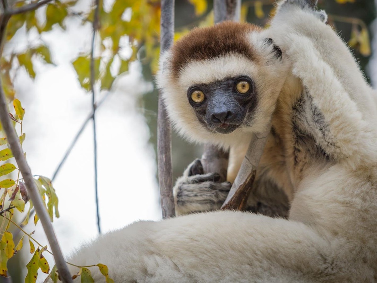 A sifaka spotted on the grounds of Mandrare River Camp in Madagascar