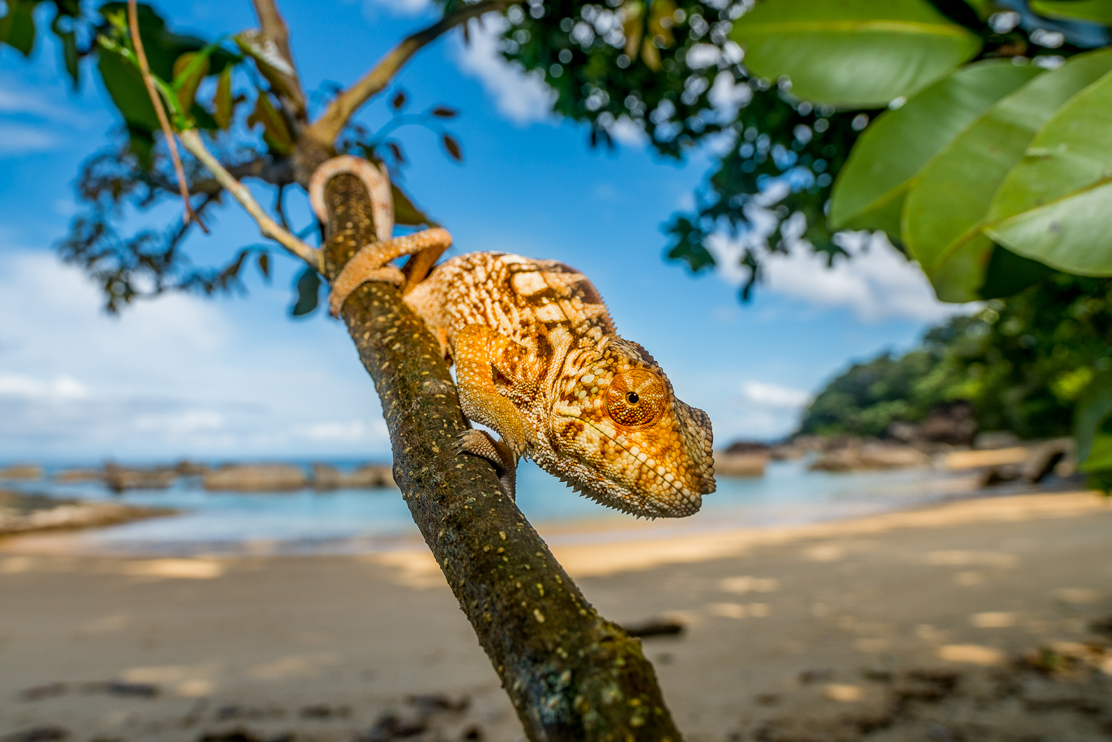 A chameleon on the beach at Masoala Forest Lodge in Madagascar