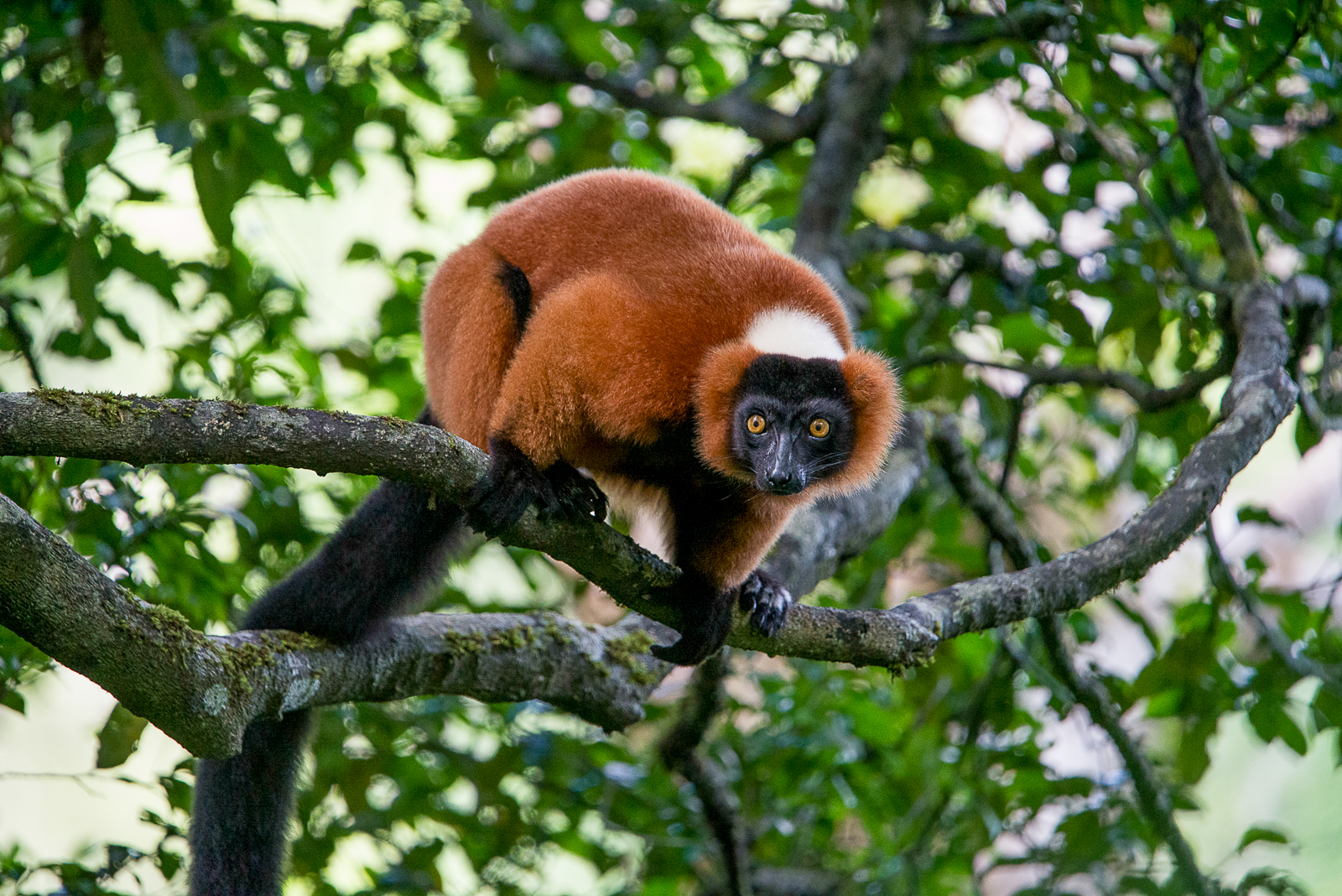 A red ruffed lemur spotted on the grounds of Masoala Forest Lodge in Madagascar