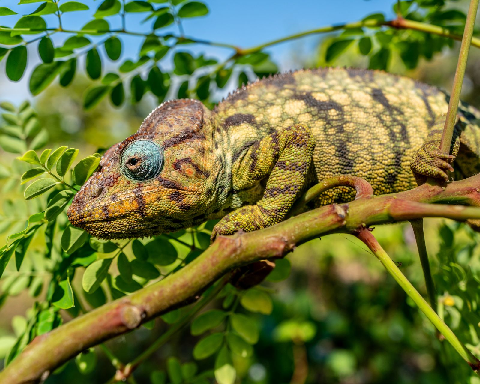 A chameleon spotted on the grounds of Miavana private island resort off Madagascar's north coast
