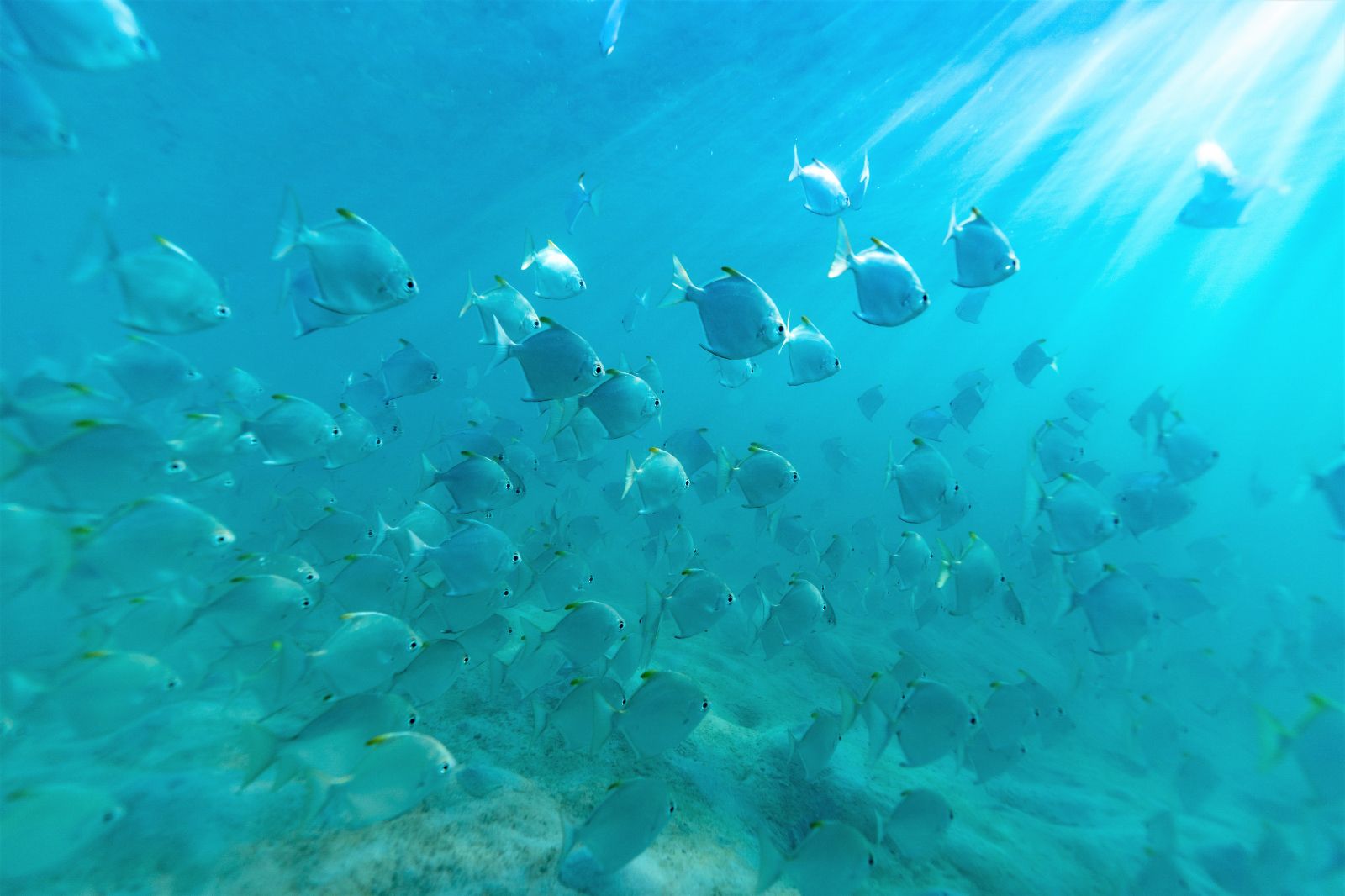 Fish spotted on the grounds of Miavana private island resort off Madagascar's north coast