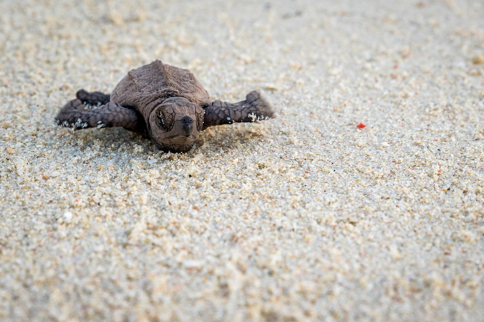 A hatched turtle on the grounds of Miavana private island resort off Madagascar's north coast