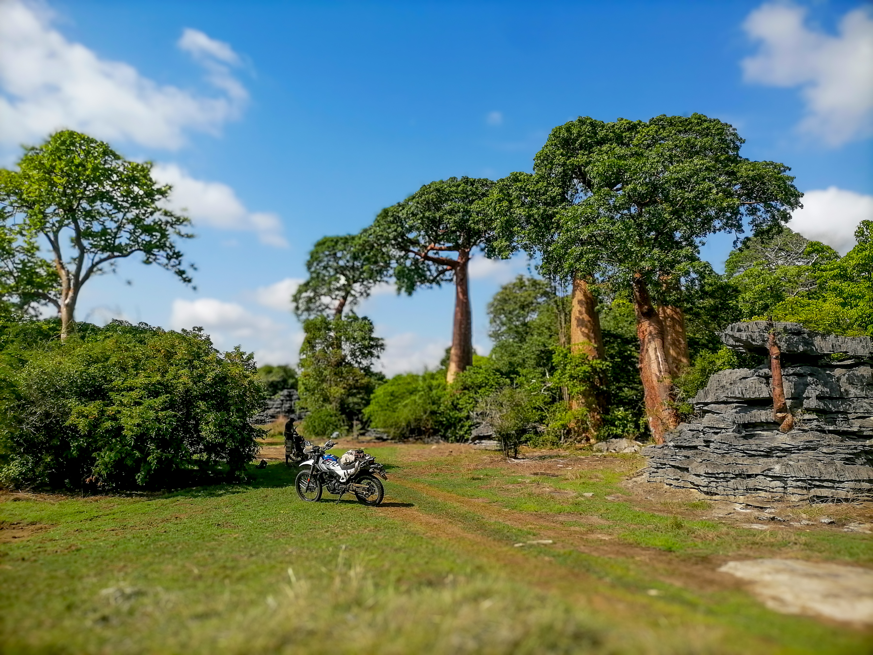 Baobab trees spotted near the grounds of Naromoka Tsingy Camp in Namoroka de Tsingy National Park