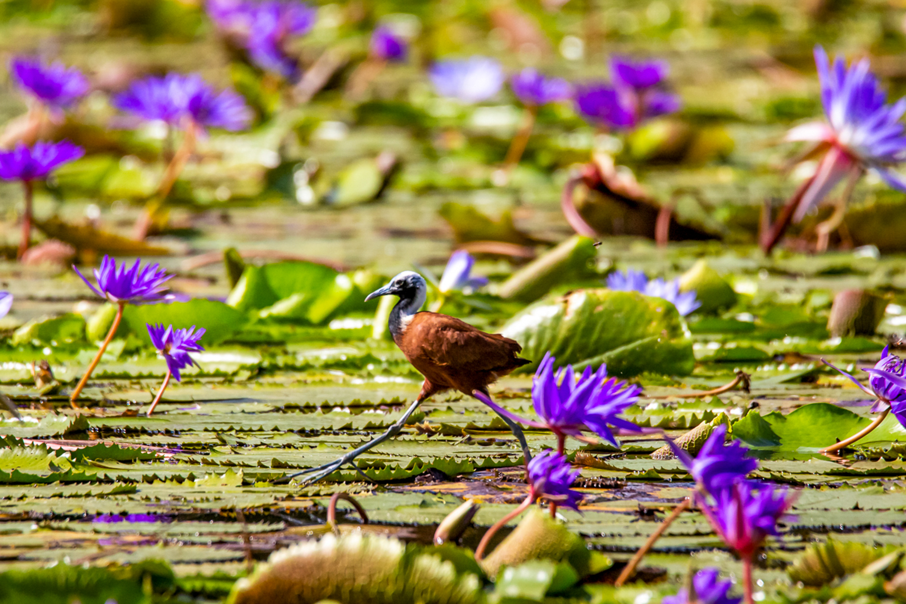A bird skirting across the water near Namoroka Tsingy Camp in the Tsingy de Namoroka National Park