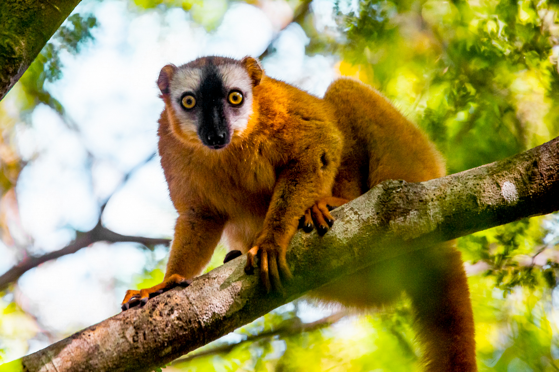 Lemur spotted on the grounds of Namoroka Tsingy Camp in the Tsingy de Namoroka National Park