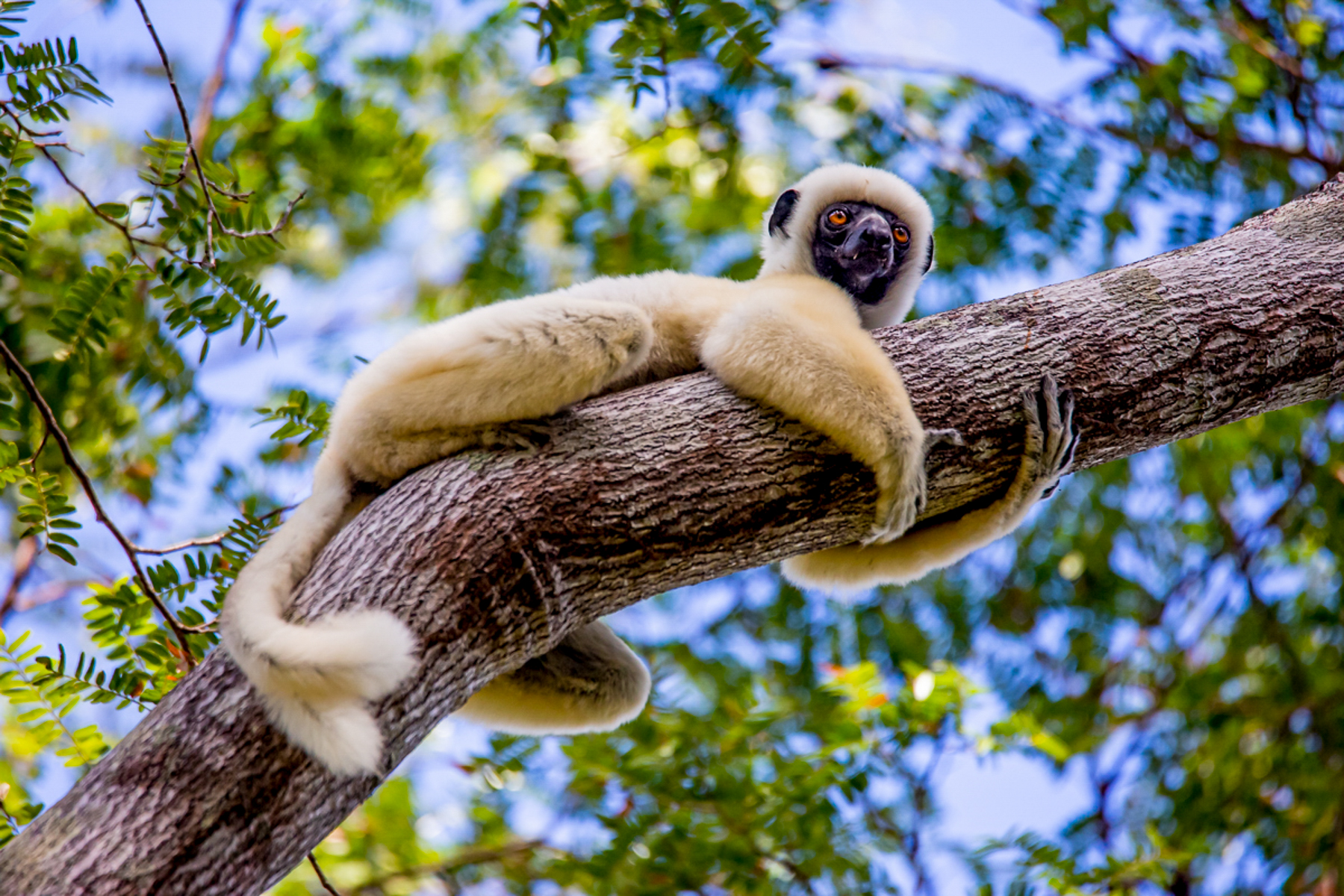 A sifaka spotted hugging a tree branch at Namoroka Tsing Camp in the Tsing de Namoroka National Park