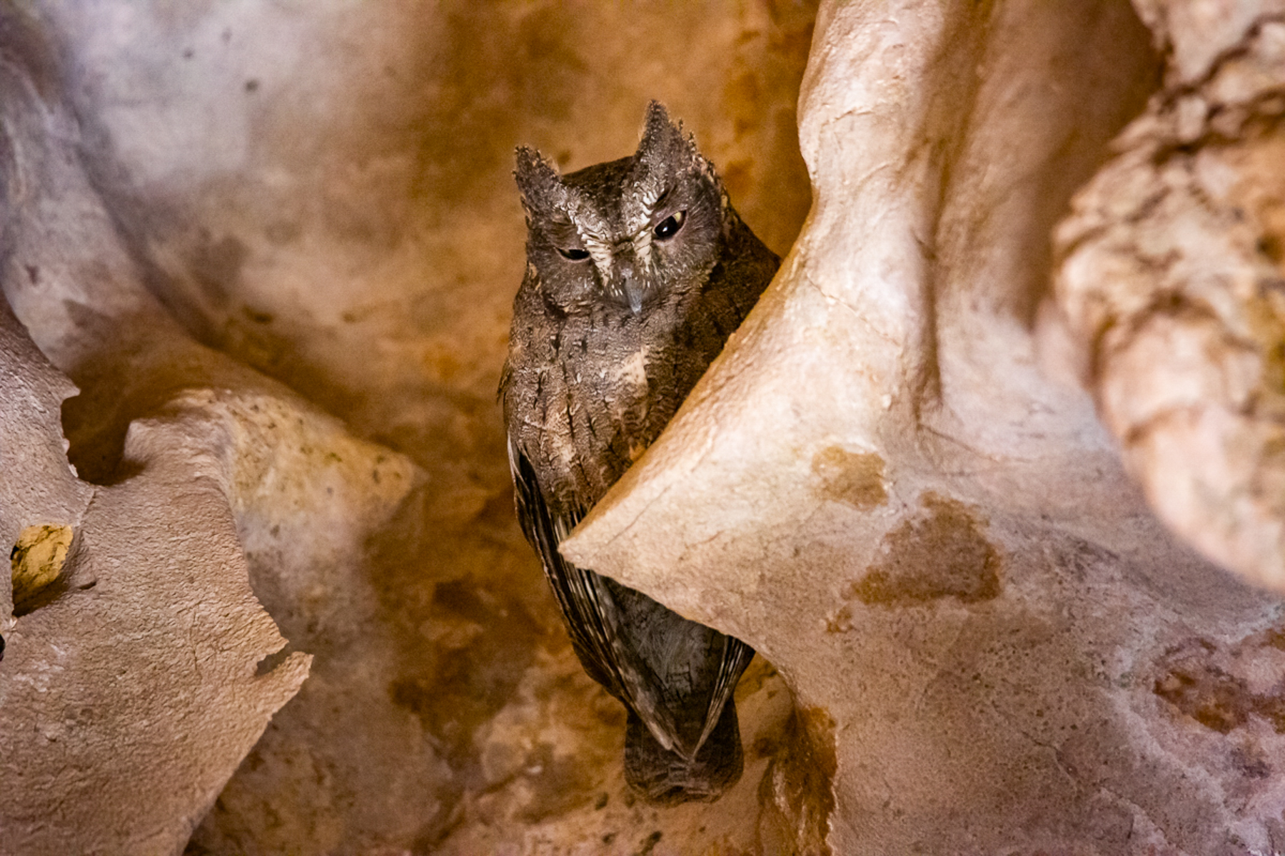 A bat spotted in the caves around Namoroka Tsingy Camp in Namoroka National Park