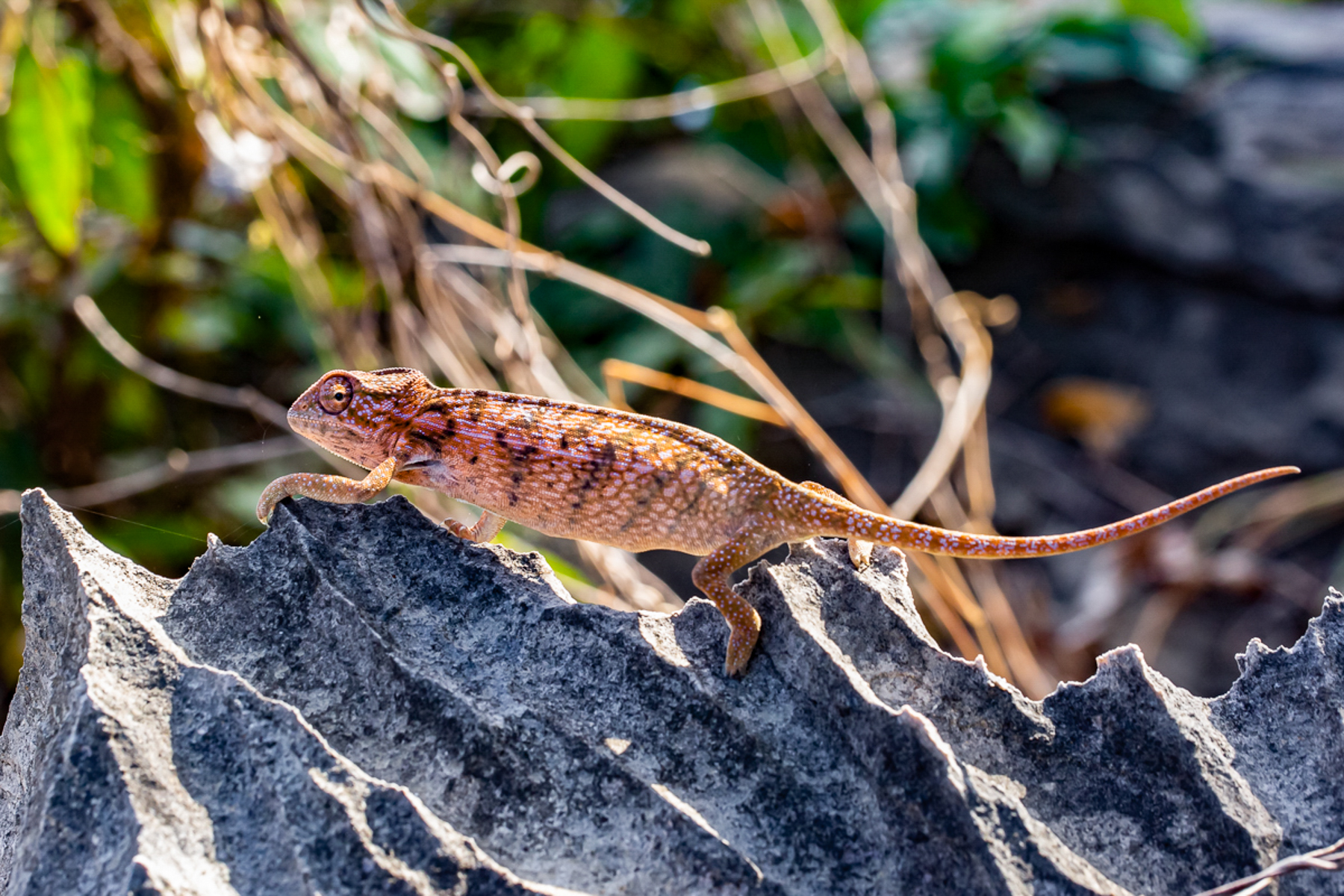 A chameleon spotted runnign across a tsingy at Namoroka Tsingy Camp
