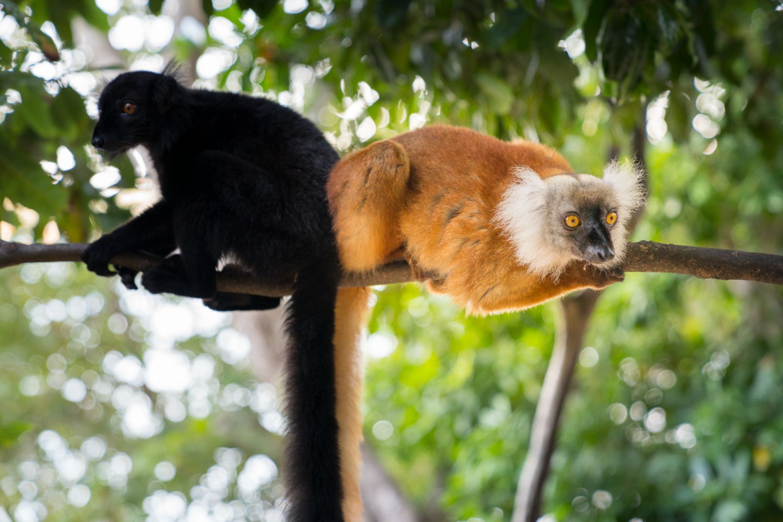 Lemurs on the grounds of Tsara Komba in the Nosy Be archipelago in Madagascar