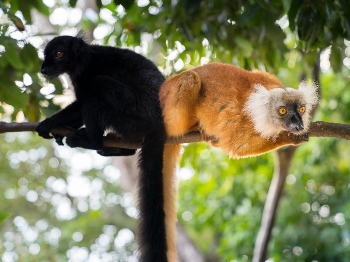 Lemurs on the grounds of Tsara Komba in the Nosy Be archipelago in Madagascar