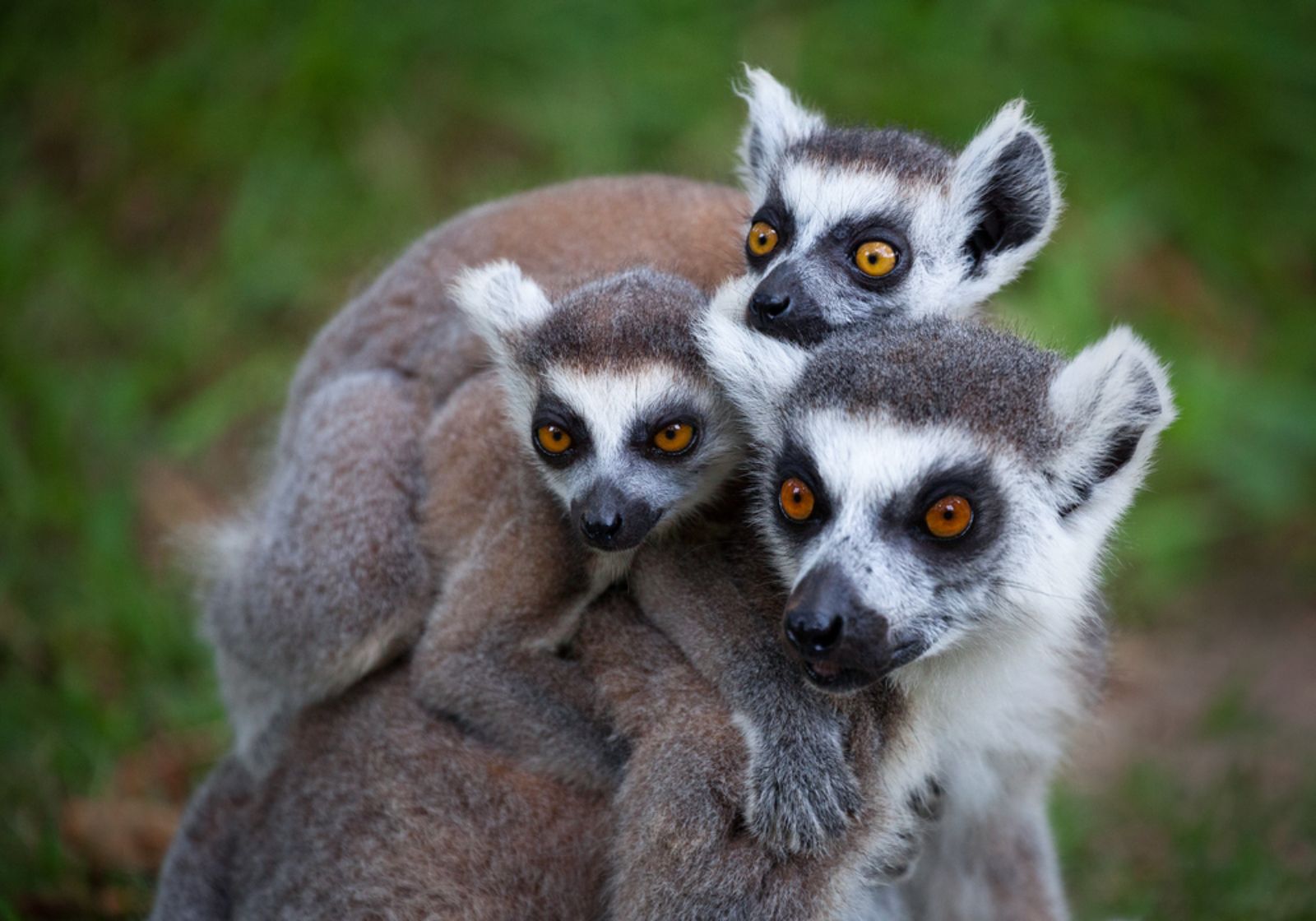 Ring tailed lemurs spotted on the grounds of Tsara Komba on the Nosy Be archipelago in Madagascar