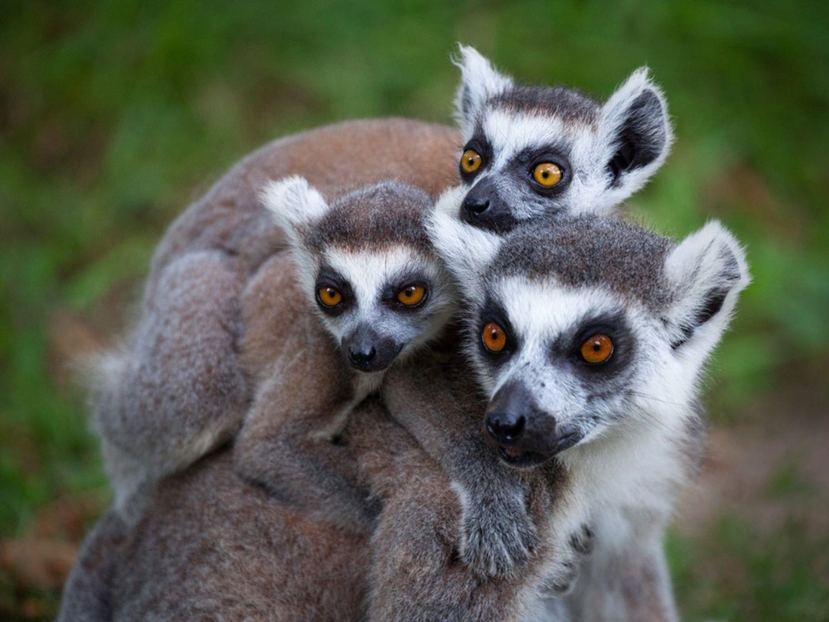 Ring tailed lemurs spotted on the grounds of Tsara Komba on the Nosy Be archipelago in Madagascar