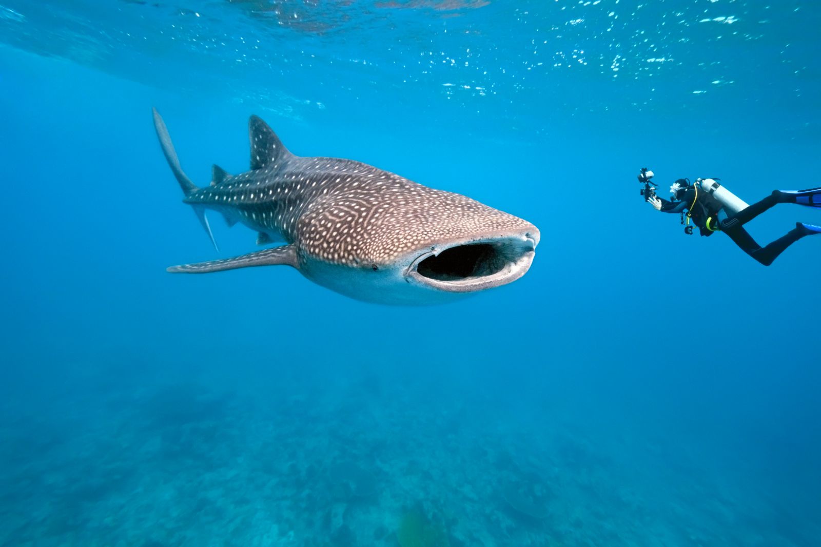 A whale shark in the waters surrounding Tsara Komba in the Nosy Be archipelago in Madagascar