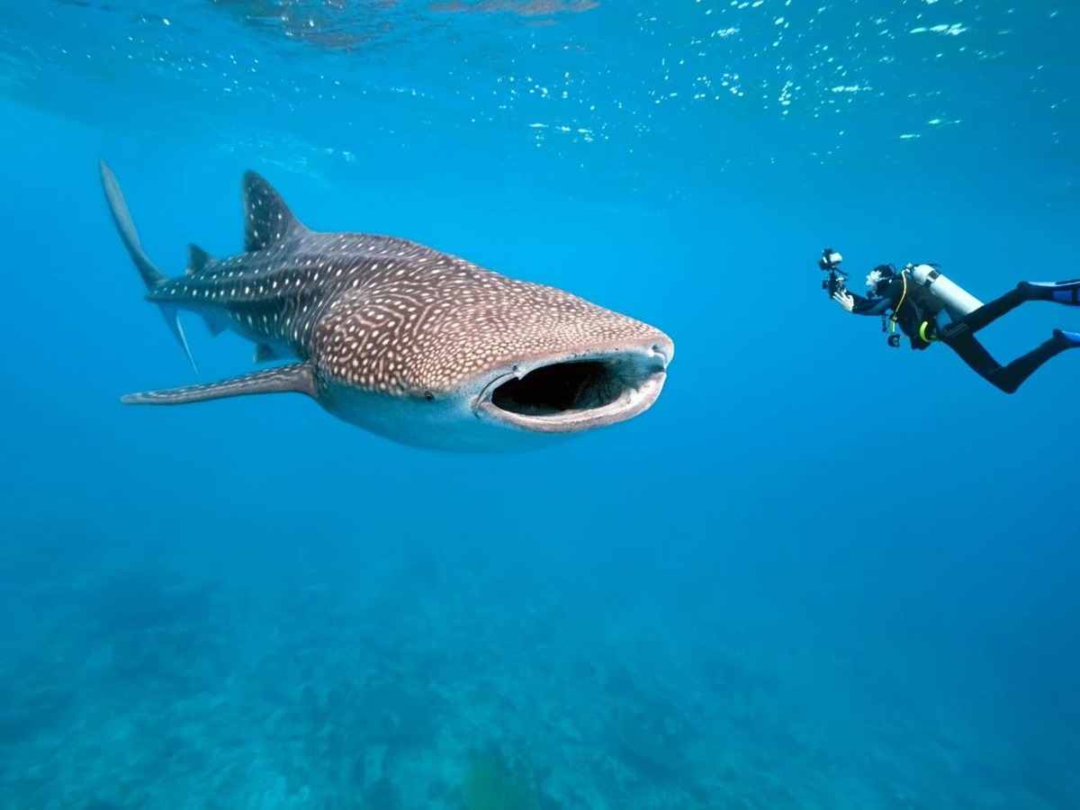 A whale shark in the waters surrounding Tsara Komba in the Nosy Be archipelago in Madagascar