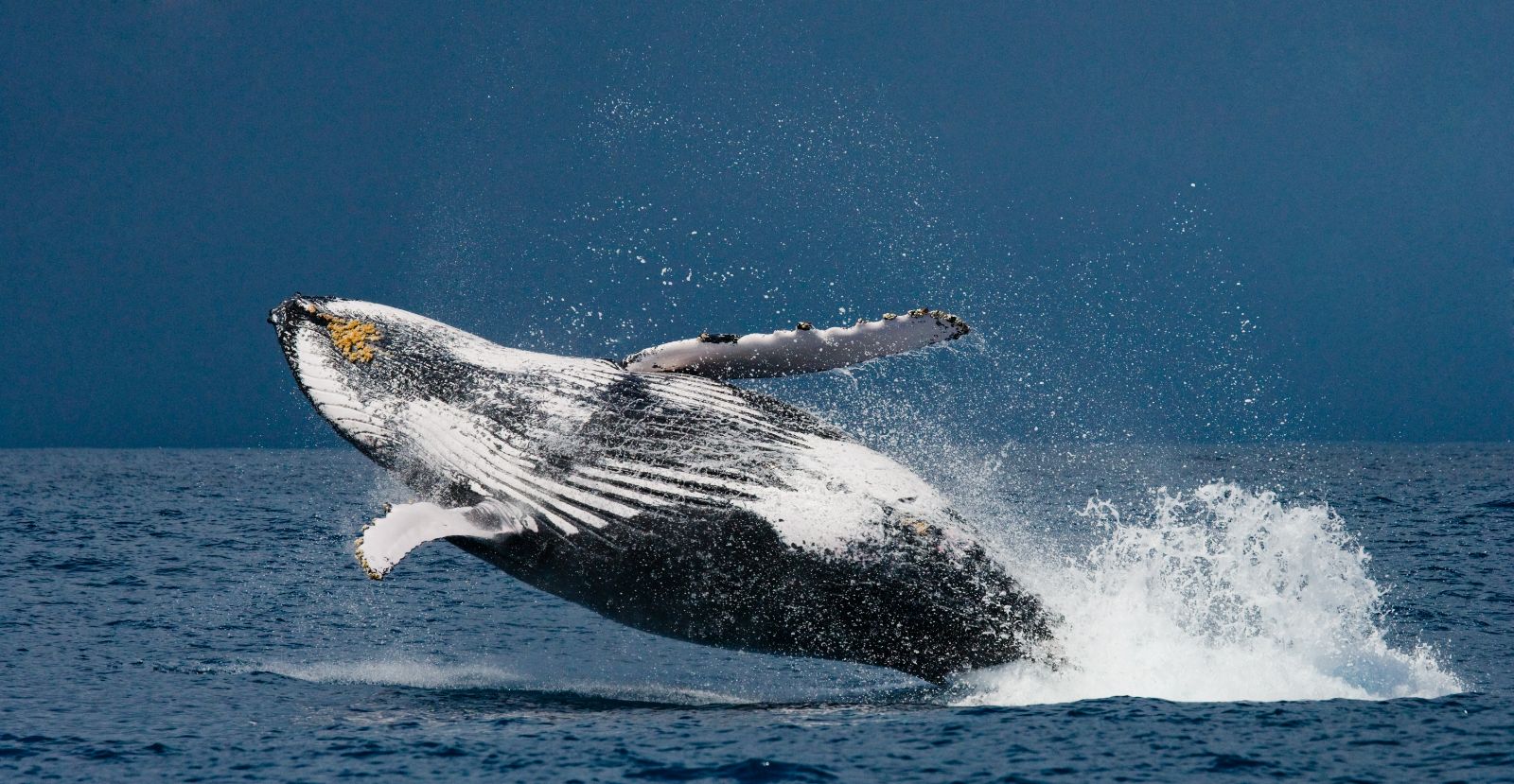A whale breaching the ocean surface near Tsara Komba in the Nosy Be archipelago in Madagascar