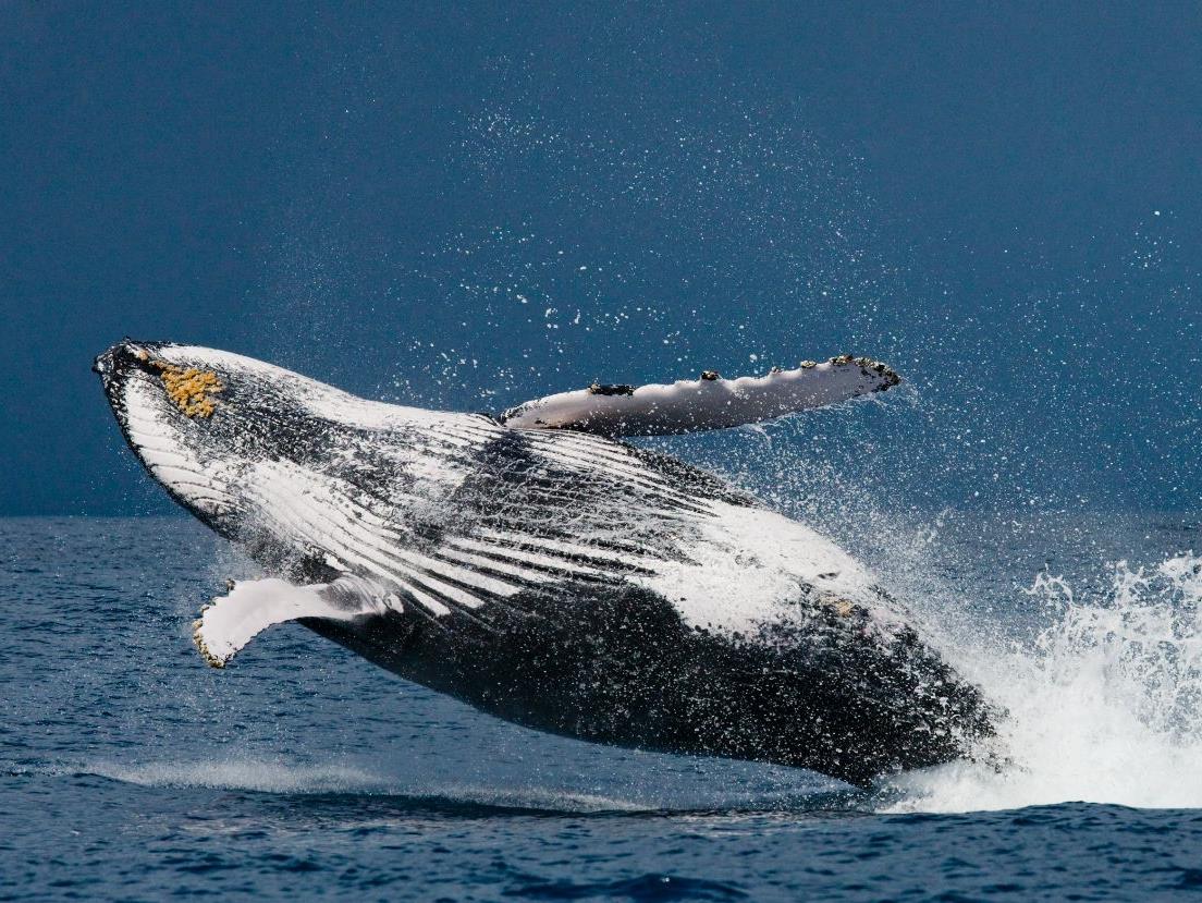 A whale breaching the ocean surface near Tsara Komba in the Nosy Be archipelago in Madagascar