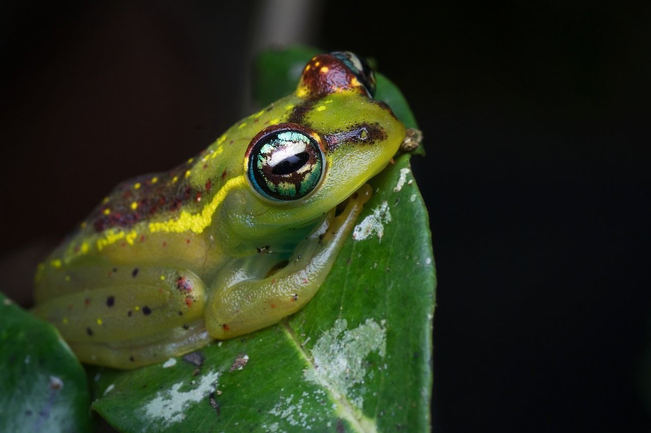 A frog spotted during a night walk at Andasibe