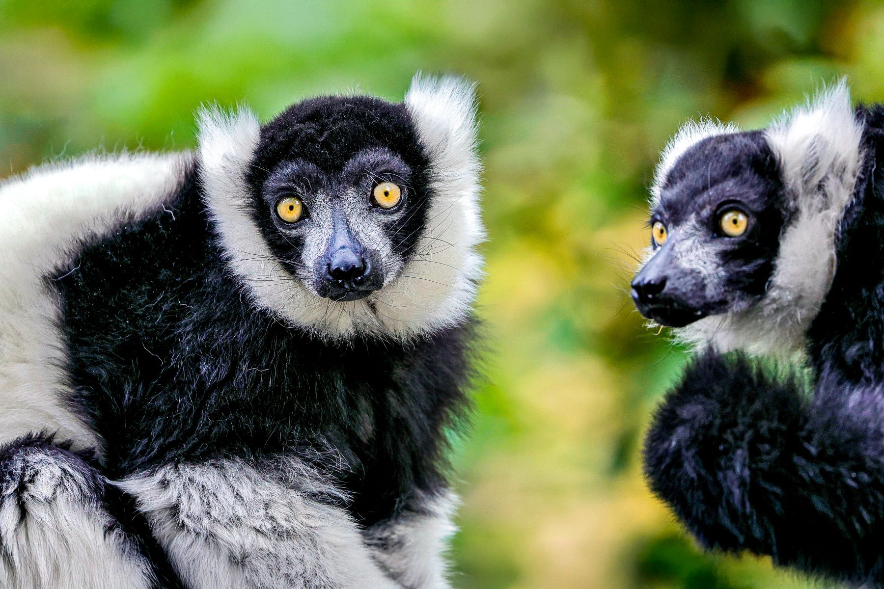 Indri Indri lemurs spotted in the treetops of Andasibe