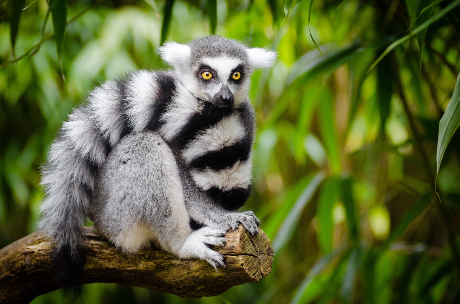 A ring-tailed lemur in the treetops of Madagascar