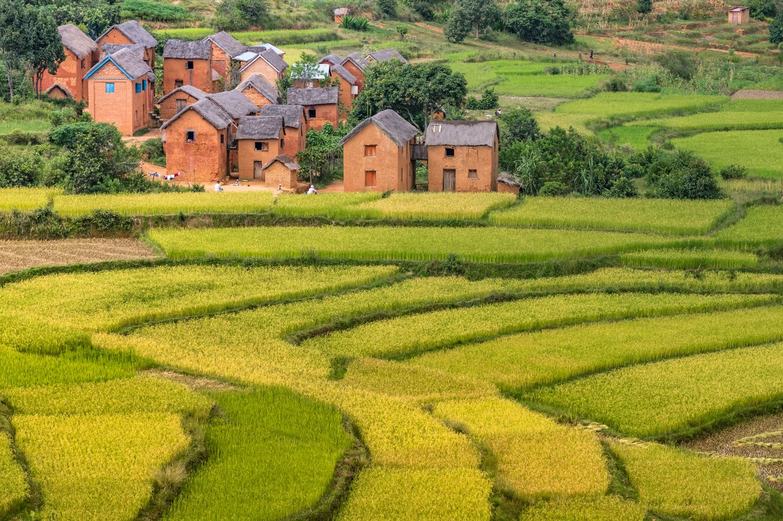 Rice terraces and small village in rural Madagascar