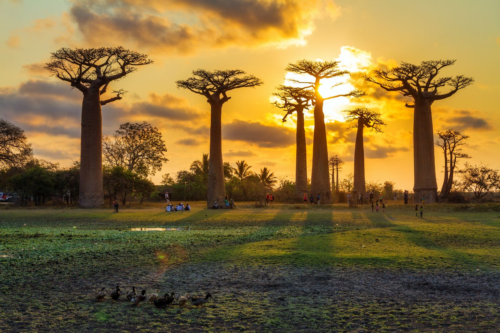 Baobab trees at sunset in Madagascar