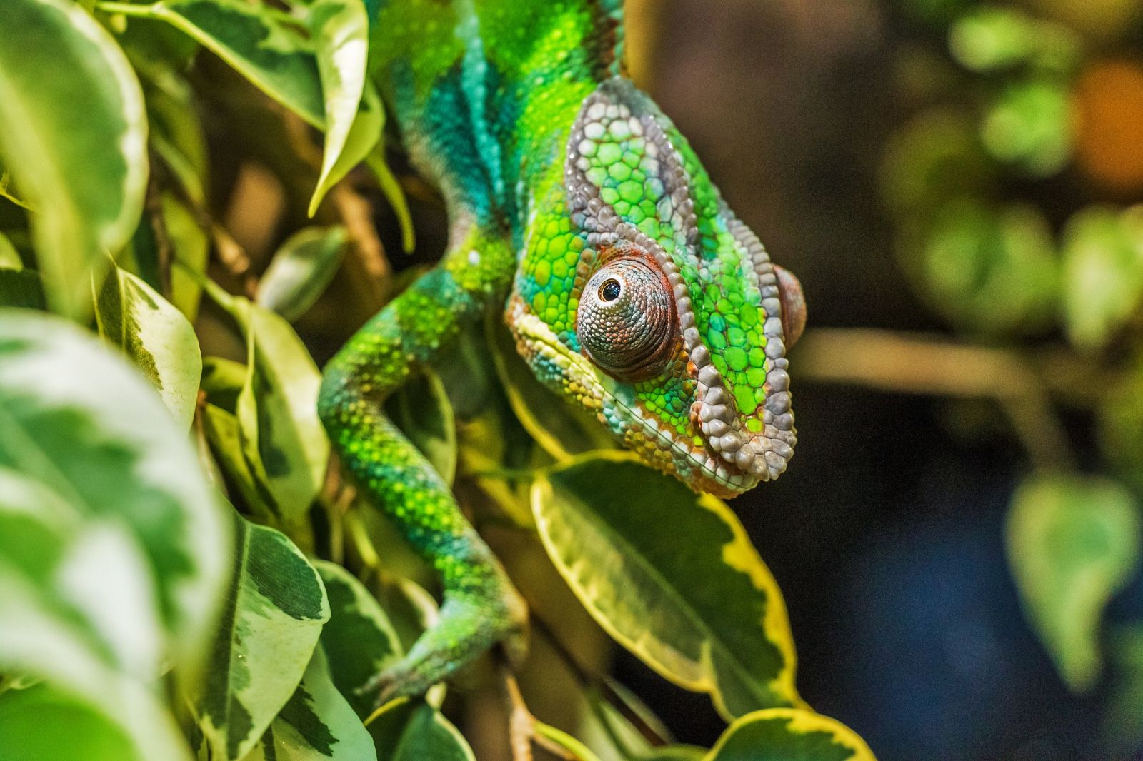 A bright green chameleon on a branch in Madagascar