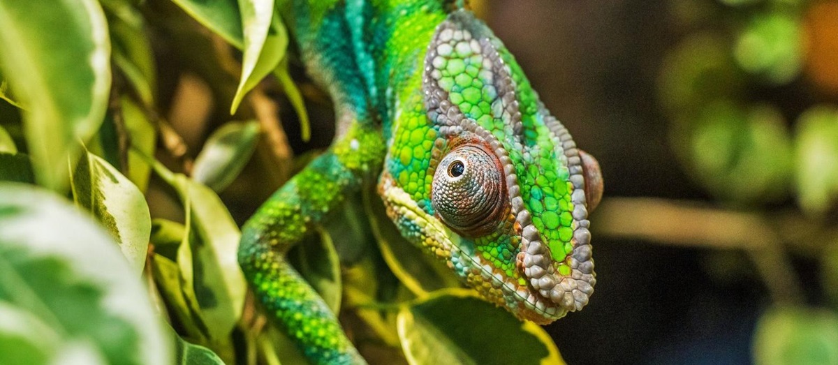 A bright green chameleon on a branch in Madagascar