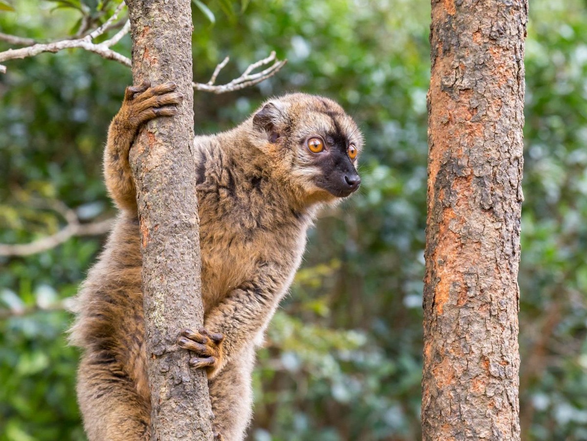 Common brown lemur in the treetops of Madagascar
