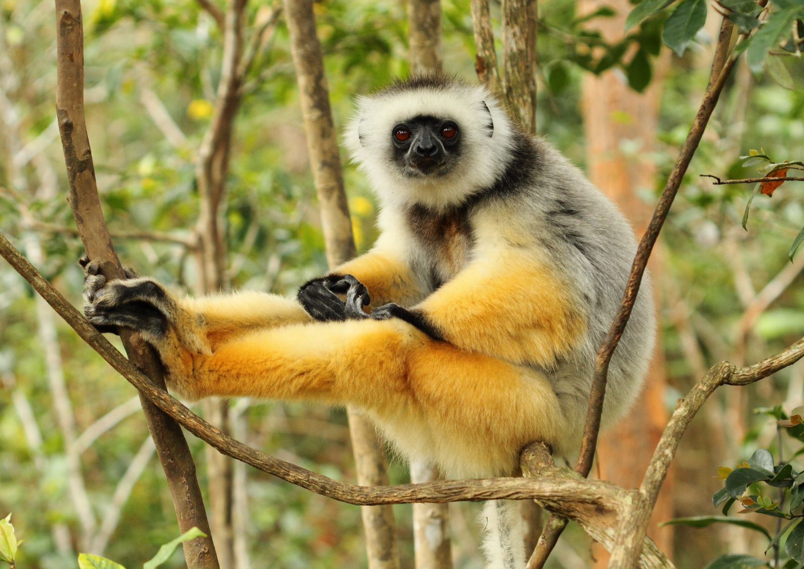 A diademed sifaka spotted in the treetops of Madagascar