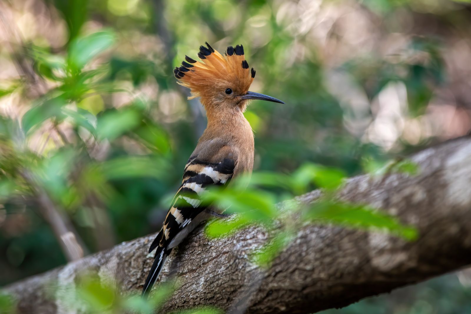 Highlights of Madagascar - 9 Day Itinerary | Red Savannah