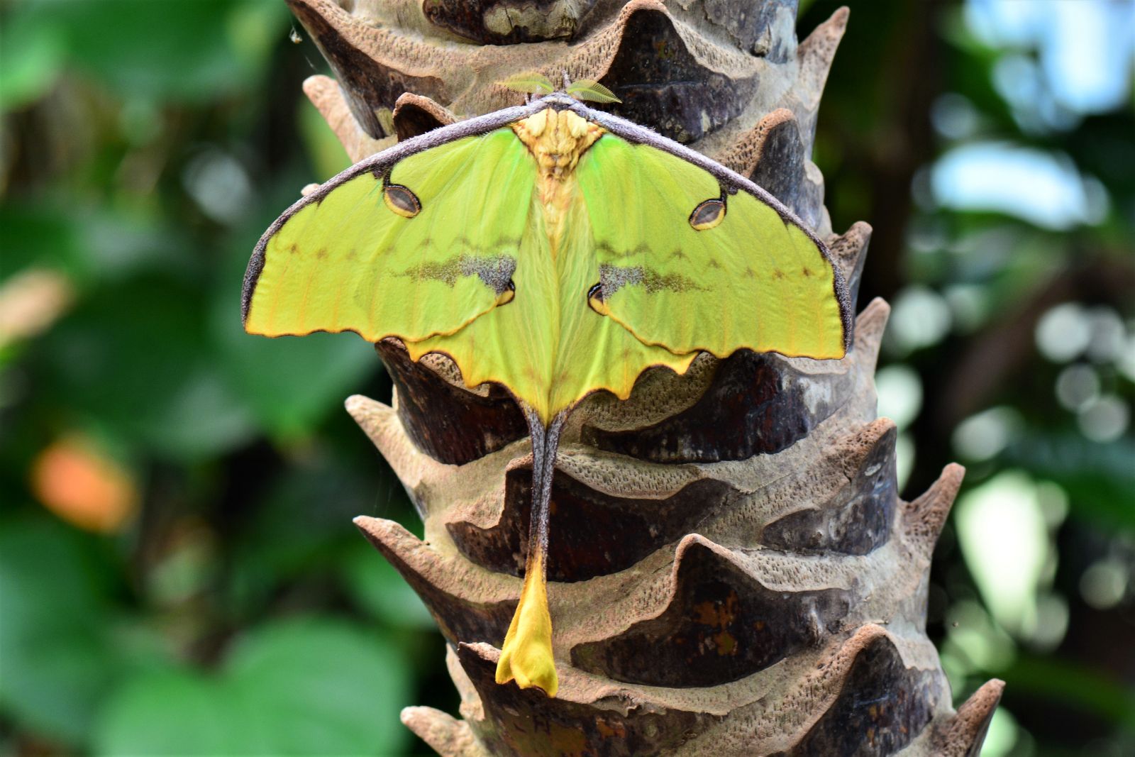 Bright green moon moth in a tree trunk in Madagascar