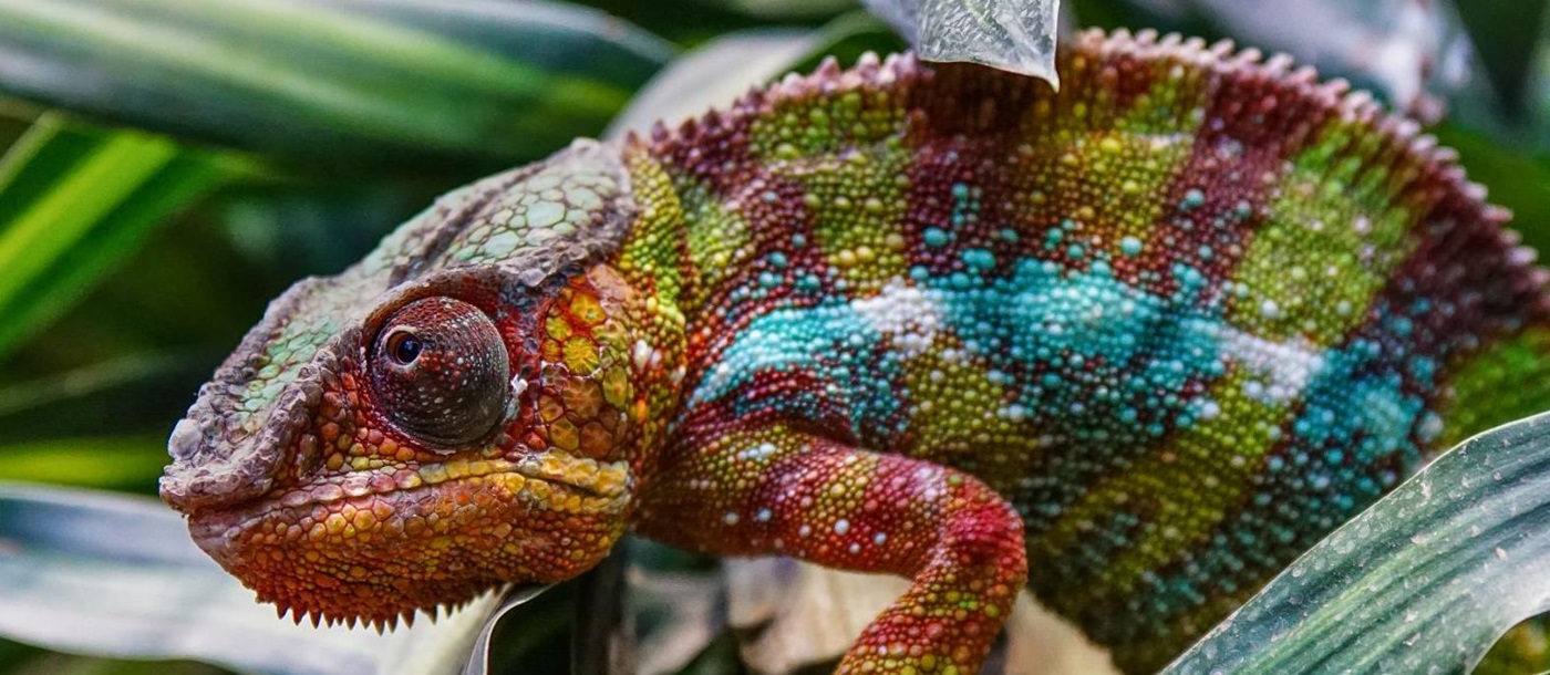 Colourful panther chameleon in the jungles of Madagascar