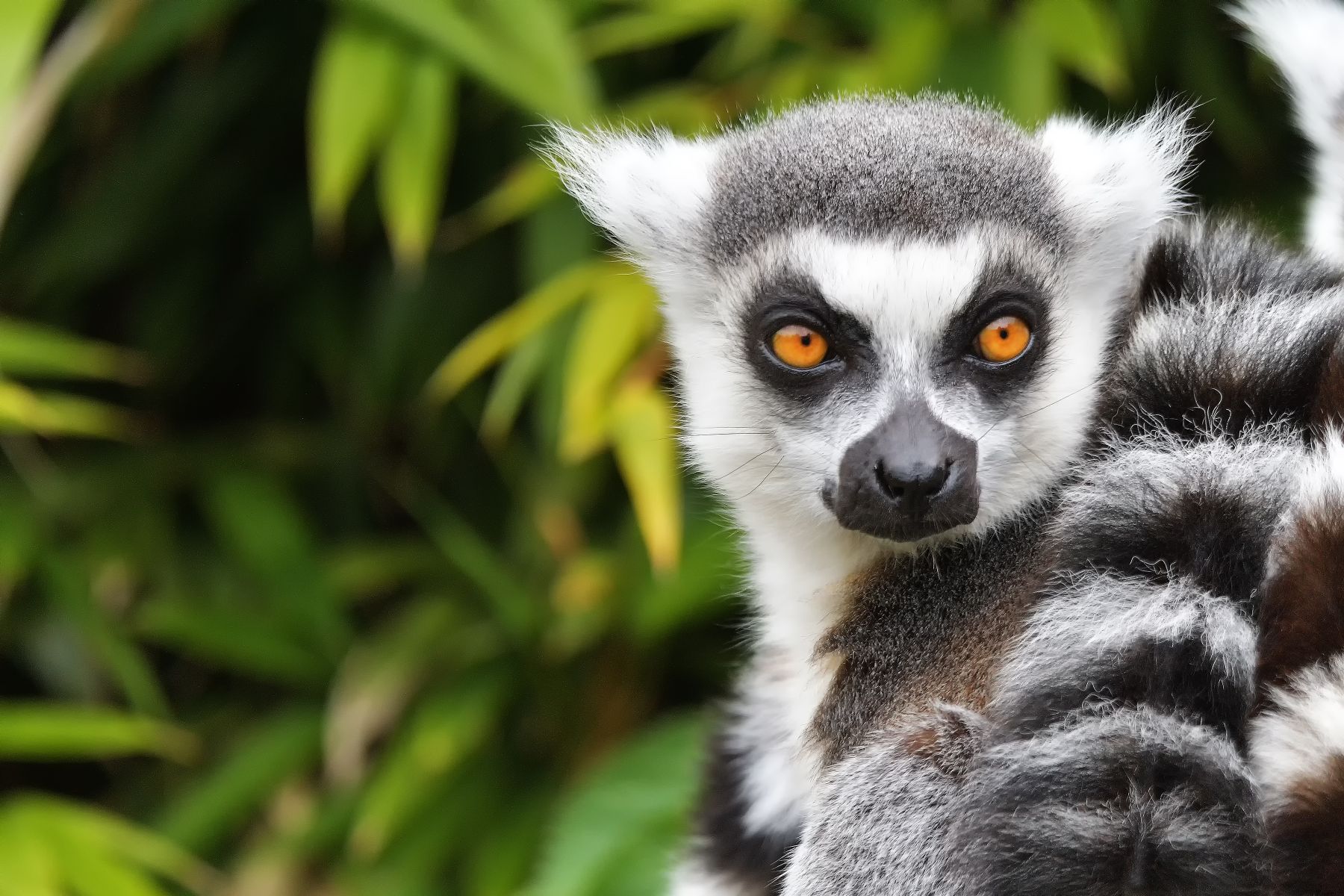Ring-tailed lemur in Madagascar