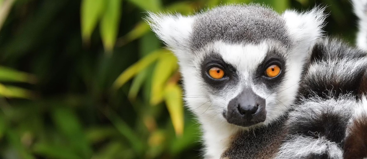 Ring-tailed lemur in Madagascar