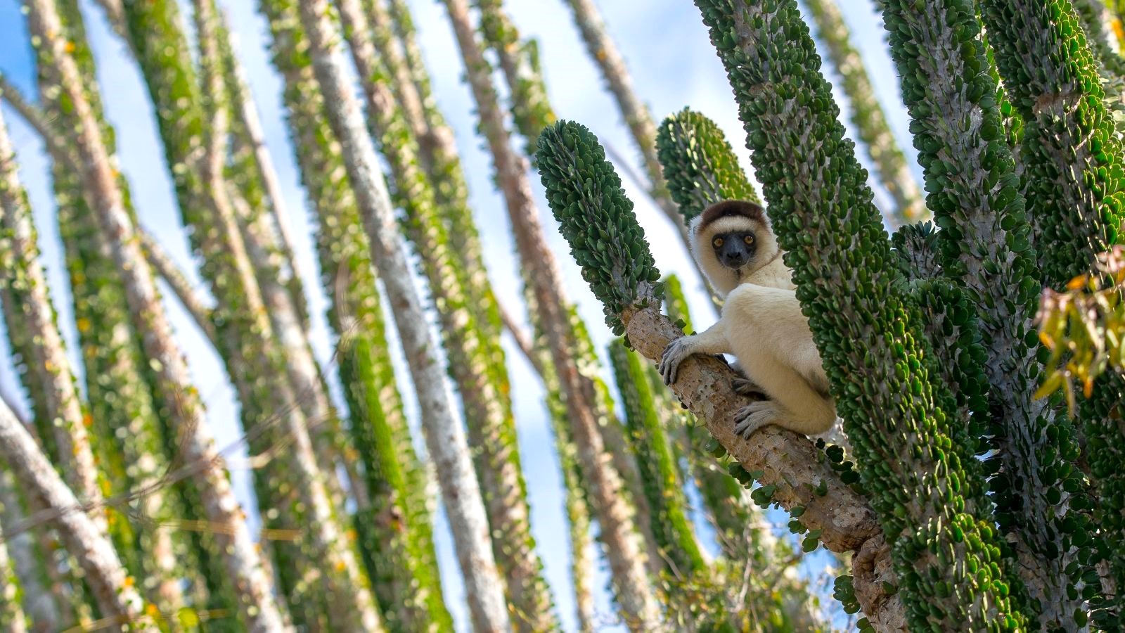 Sifaka's spotted on the grounds of Mandrare River Camp in Madagascar