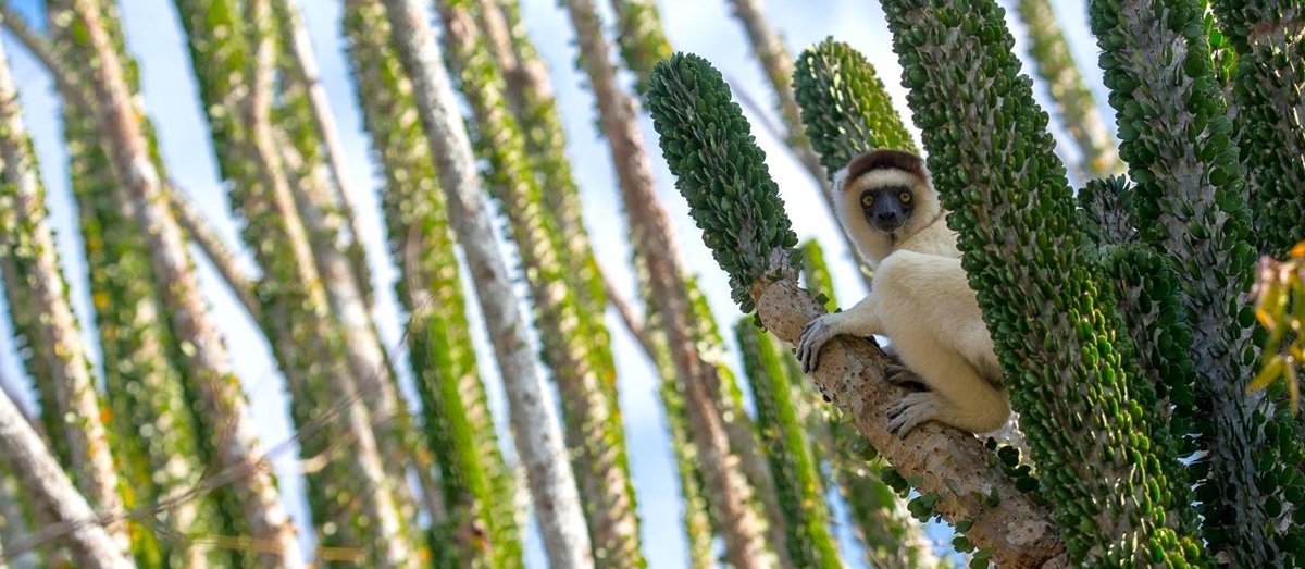 Sifaka's spotted on the grounds of Mandrare River Camp in Madagascar